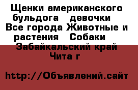 Щенки американского бульдога ( девочки) - Все города Животные и растения » Собаки   . Забайкальский край,Чита г.